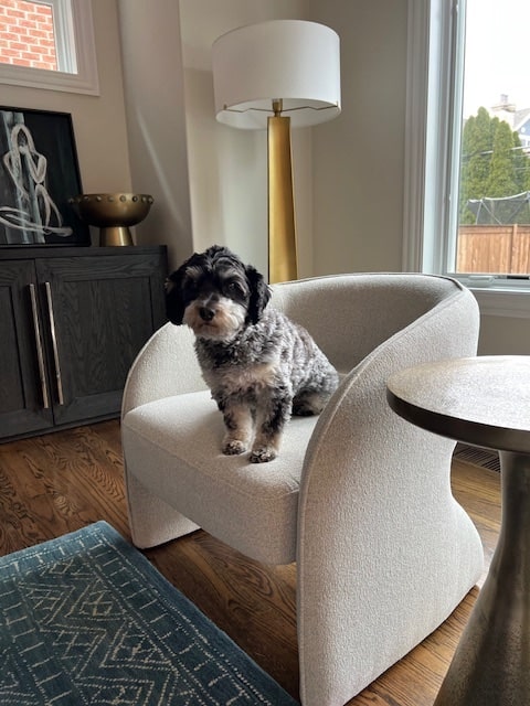 Small Dog Sitting On A Chair